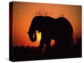 African Elephant Dusting Itself at Dusk, Chobe National Park, Botswana, Southern Africa-Tony Heald-Stretched Canvas