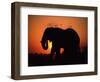 African Elephant Dusting Itself at Dusk, Chobe National Park, Botswana, Southern Africa-Tony Heald-Framed Premium Photographic Print