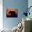 African Elephant Dusting Itself at Dusk, Chobe National Park, Botswana, Southern Africa-Tony Heald-Photographic Print displayed on a wall