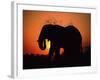 African Elephant Dusting Itself at Dusk, Chobe National Park, Botswana, Southern Africa-Tony Heald-Framed Photographic Print