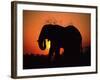 African Elephant Dusting Itself at Dusk, Chobe National Park, Botswana, Southern Africa-Tony Heald-Framed Photographic Print