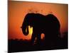 African Elephant Dusting Itself at Dusk, Chobe National Park, Botswana, Southern Africa-Tony Heald-Mounted Photographic Print