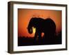 African Elephant Dusting Itself at Dusk, Chobe National Park, Botswana, Southern Africa-Tony Heald-Framed Photographic Print