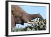 African Elephant Eating Cactus-Four Oaks-Framed Photographic Print