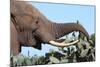 African Elephant Eating Cactus-Four Oaks-Mounted Photographic Print