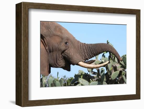 African Elephant Eating Cactus-Four Oaks-Framed Photographic Print