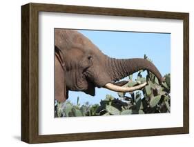 African Elephant Eating Cactus-Four Oaks-Framed Photographic Print