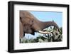 African Elephant Eating Cactus-Four Oaks-Framed Photographic Print