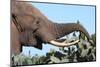 African Elephant Eating Cactus-Four Oaks-Mounted Photographic Print