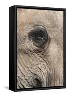 African Elephant Eye (Loxodonta Africana), Addo Elephant National Park, South Africa, Africa-Ann and Steve Toon-Framed Stretched Canvas