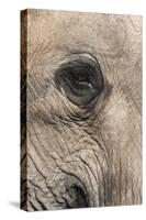 African Elephant Eye (Loxodonta Africana), Addo Elephant National Park, South Africa, Africa-Ann and Steve Toon-Stretched Canvas