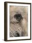 African Elephant Eye (Loxodonta Africana), Addo Elephant National Park, South Africa, Africa-Ann and Steve Toon-Framed Photographic Print