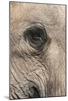 African Elephant Eye (Loxodonta Africana), Addo Elephant National Park, South Africa, Africa-Ann and Steve Toon-Mounted Photographic Print