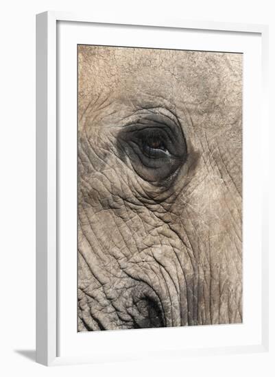 African Elephant Eye (Loxodonta Africana), Addo Elephant National Park, South Africa, Africa-Ann and Steve Toon-Framed Photographic Print