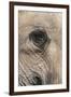 African Elephant Eye (Loxodonta Africana), Addo Elephant National Park, South Africa, Africa-Ann and Steve Toon-Framed Photographic Print