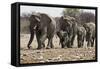 African Elephant Family Group on the Move-null-Framed Stretched Canvas