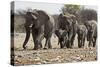 African Elephant Family Group on the Move-null-Stretched Canvas