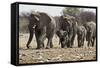 African Elephant Family Group on the Move-null-Framed Stretched Canvas