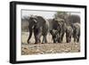 African Elephant Family Group on the Move-null-Framed Photographic Print