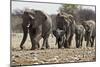 African Elephant Family Group on the Move-null-Mounted Photographic Print