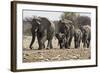 African Elephant Family Group on the Move-null-Framed Photographic Print