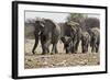 African Elephant Family Group on the Move-null-Framed Photographic Print