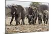 African Elephant Family Group on the Move-null-Mounted Photographic Print
