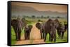 African Elephant Family on Safari, Mizumi Safari Park, Tanzania, East Africa, Africa-Laura Grier-Framed Stretched Canvas