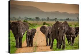 African Elephant Family on Safari, Mizumi Safari Park, Tanzania, East Africa, Africa-Laura Grier-Stretched Canvas