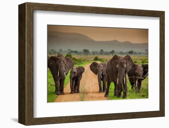 African Elephant Family on Safari, Mizumi Safari Park, Tanzania, East Africa, Africa-Laura Grier-Framed Photographic Print