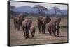 African Elephant Family Walking on Savanna-DLILLC-Framed Stretched Canvas