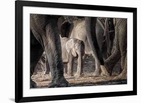 African Elephant Family-Lantern Press-Framed Art Print