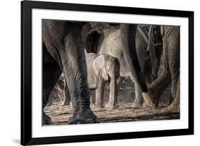 African Elephant Family-Lantern Press-Framed Art Print