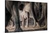 African Elephant Family-Lantern Press-Stretched Canvas