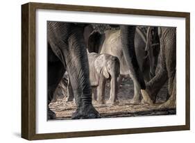 African Elephant Family-Lantern Press-Framed Art Print