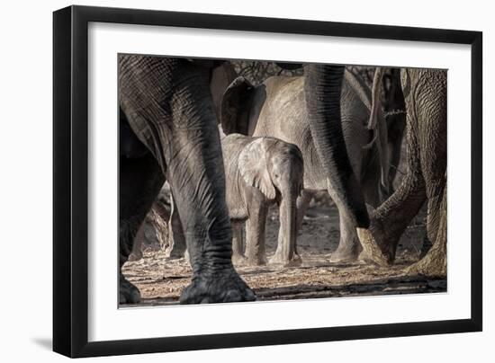 African Elephant Family-Lantern Press-Framed Art Print