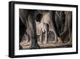 African Elephant Family-Lantern Press-Framed Art Print