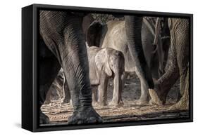 African Elephant Family-Lantern Press-Framed Stretched Canvas