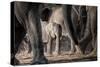 African Elephant Family-Lantern Press-Stretched Canvas