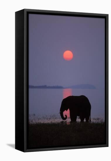 African Elephant Feeding Along Shore of Lake-null-Framed Stretched Canvas