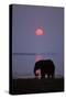 African Elephant Feeding Along Shore of Lake-null-Stretched Canvas