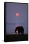 African Elephant Feeding Along Shore of Lake-null-Framed Stretched Canvas