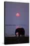 African Elephant Feeding Along Shore of Lake-null-Stretched Canvas