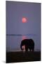 African Elephant Feeding Along Shore of Lake-null-Mounted Photographic Print