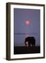 African Elephant Feeding Along Shore of Lake-null-Framed Photographic Print