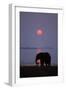 African Elephant Feeding Along Shore of Lake-null-Framed Photographic Print