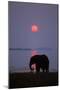 African Elephant Feeding Along Shore of Lake-null-Mounted Photographic Print