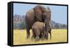 African Elephant Female, Cow with Young Calf-null-Framed Stretched Canvas