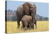 African Elephant Female, Cow with Young Calf-null-Stretched Canvas