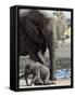 African Elephant Female Helping Baby (Loxodonta Africana) Etosha National Park, Namibia-Tony Heald-Framed Stretched Canvas